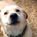 영소 농장 | 유튜브 'MC염소' 염소아저씨에서 염소불고기 주문한 후기... 그런데, 소고기(?)가 배송왔네.