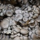 전통중앙도매시장 이미지