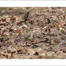 바람소리새소리 이미지