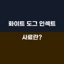 도그홀릭 | 후코홀릭 인섹트 도그 동애등에 행복한 자몽이에요