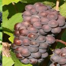 블랑(BLANC) 이미지