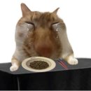 온더덩 이미지