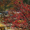 지리산산수유 이미지