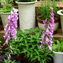 참샘 농원 이미지