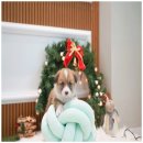 퍼피애견샵 이미지