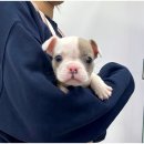 강아지분양 마이댕냥 일산점 | 일산 접종완료 한 강아지분양 마이댕냥 일산점