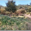 수림마을진입로 이미지