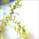 색채의 숲 이미지