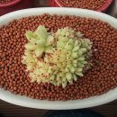 사찌 - 해운대구 재반로84번길 11-7 | 사찌