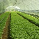 서부농장 이미지