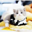 아담스펫강아지&가필드고양이 | 부산고양이분양 먼치킨 가정분양 아담스펫 (feat. 대구, 창원, 광주, 전주)