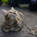 하니동물병원 이미지