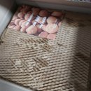 비건베이커리 택배 영이제과 내돈내산 후기