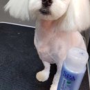 홍은애견미용 이미지