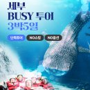 세부 패키지 여행 후기 고래상어 세부 호핑투어