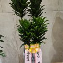 도원스크린골프