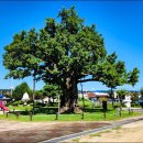 청안초등학교 병설유치원 이미지