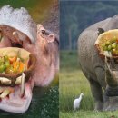 피크닉케이크 이미지