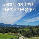 우리들목장 | 아기에게 자연 보여주기 딱! 강원도 대관령 양떼목장 후기