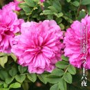 이사요이-이자요이-십육야장미-いざよいばら（十六夜ばら） – Rosa roxburghii 이미지