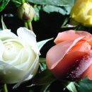 예산읍011 이미지