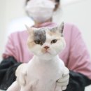 묘신사 그루밍 | [광명고양이미용][고양이미용실][묘신사] 가루 미용했어요.