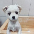 똥강아지 미용 | (내돈내산) 심쿵 주의! 우리 똥강아지 인생 펫살롱 후기💖