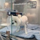 기운내 동물병원 이미지