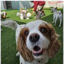 도기야드 이미지