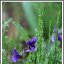 아침이슬 이미지