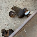 김포메추리농장 | 파주 아이랑 갈만한곳 나눔농장 동물 먹이주기 체험(흙놀이 가능)