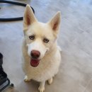 베스트 프렌즈 동물병원 이미지