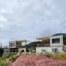 봇들마을 8단지 옆(나들이공원 방향) | 부산 기장 핑크뮬리 명소 일광 광산마을 추석 연휴 실시간 ft. 주차 팁