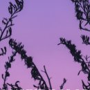 바이올렛(Violet)