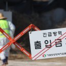 돼지;닭 조선일보