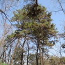 수원팔색길 여우길 이미지