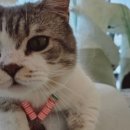 701아를고양이카페(cat in the art) 이미지