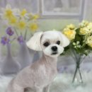 복이네도그살롱 이미지