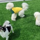 마이댕댕스쿨 이미지