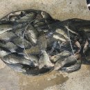 단봉낚시터 이미지