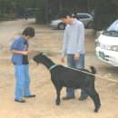 염소야놀자 이미지