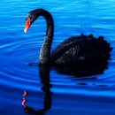 미국 부정선거 본격 체포 수사 시작 이미지