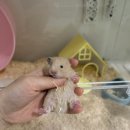 햄스터 분양 로던트 클럽 충남점 | 초보 집사라면 페디그리 햄스터로 시작해야 하는 이유