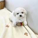 부산골든리트리버분양 부산골든두들분양 이미지