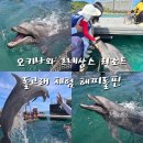 돌고래리조트 | 오키나와 르네상스 리조트 아이랑 돌고래 체험 해피돌핀 후기
