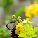 하대천 | 막 내린 갑사 황매화 축제 그리고 천년고찰 갑사