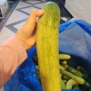 빛들농장 이미지