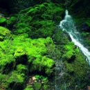 초록초록 이미지