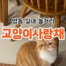 고양이사랑채 | 명동 실내 놀거리 50마리 미묘가 있는 고양이카페 고양이사랑채