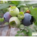 가작농장 이미지